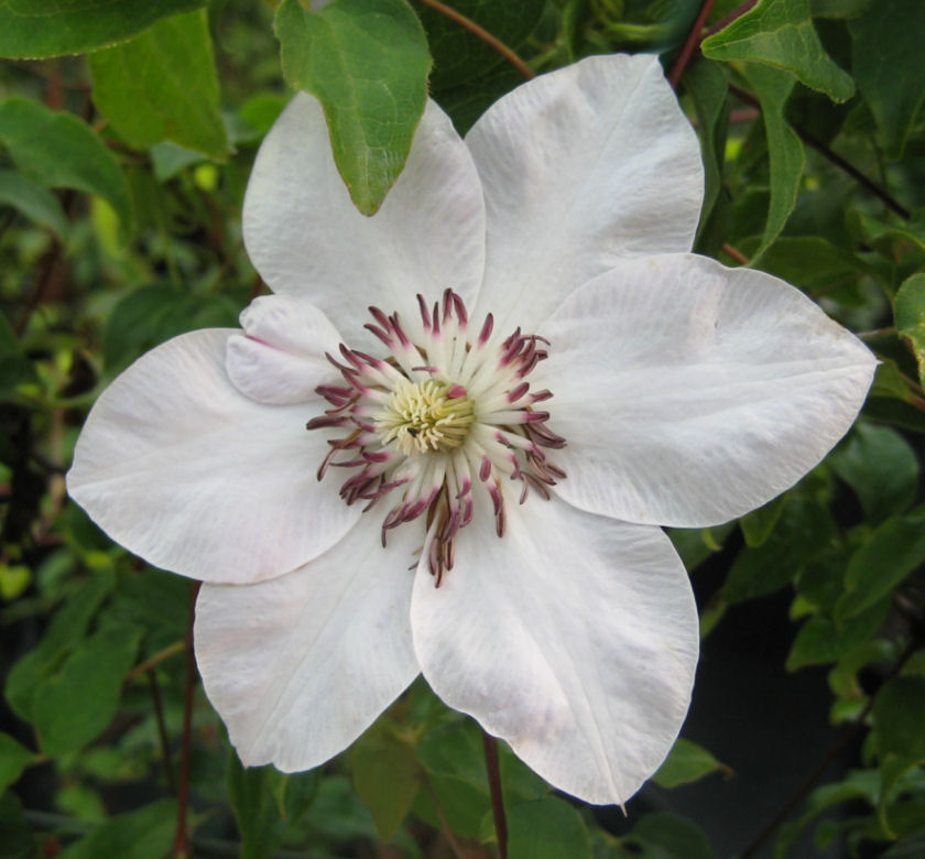 Henryi Clematis Natorp's Online Plant Store